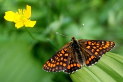 Euphydryas intermedia