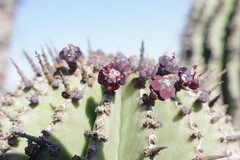 Euphorbia polygona