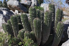 Euphorbia polygona