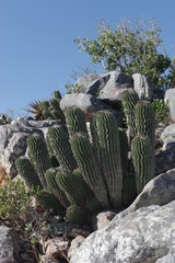 Euphorbia polygona