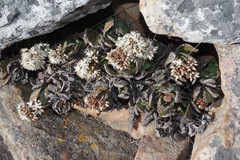 Crassula lactea