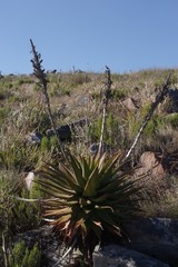Aloe lineata