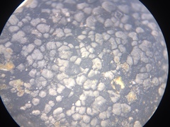 Rhizocarpon eupetraeum