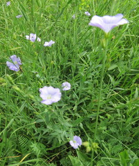 Linum nervosum