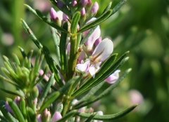 Indigofera sulcata