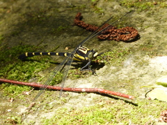 Sieboldius albardae