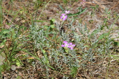Malcolmia littorea