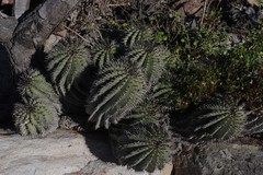 Euphorbia polygona
