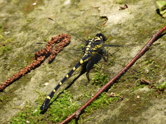Sieboldius albardae