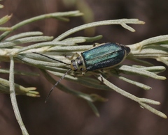 Trirhabda sericotrachyla
