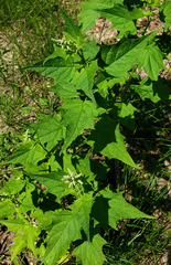 Chenopodiastrum hybridum