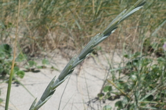 Elymus farctus