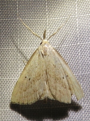 Macrochilo hypocritalis