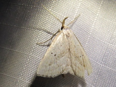 Macrochilo hypocritalis