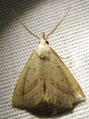 Macrochilo hypocritalis