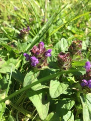 Prunella vulgaris