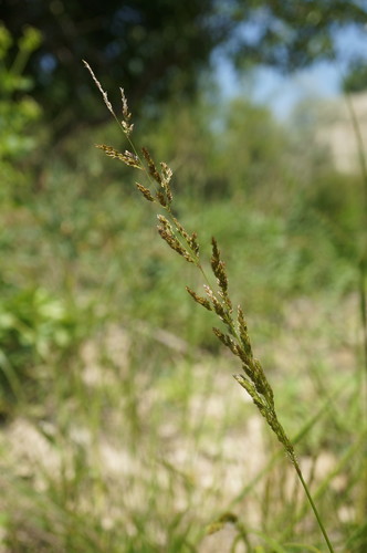 Polypogon viridis iNat (1)