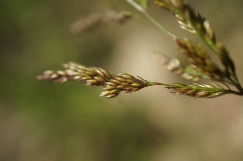 Polypogon viridis