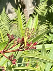 Orthetrum cancellatum
