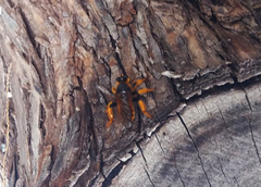 Pogonosoma maroccanum