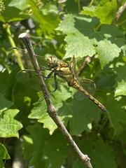 Orthetrum cancellatum