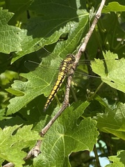 Orthetrum cancellatum