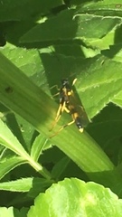 Amblyteles armatorius