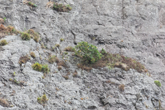 Dendroseris macrophylla