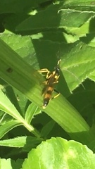 Amblyteles armatorius