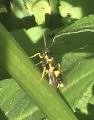 Amblyteles armatorius