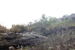 Dendroseris macrophylla