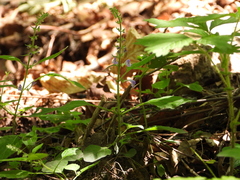 Scutellaria pekinensis
