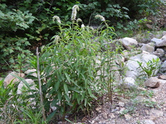 Lysimachia barystachys