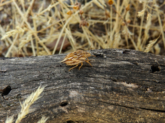 Odontotarsus intermedius