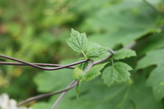 Actaea elata elata