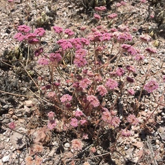 Chorizanthe douglasii