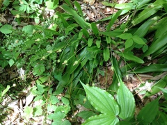 Carex fraseriana
