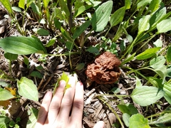 Gyromitra korfii