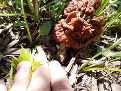 Gyromitra korfii