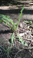Taraxacum officinale
