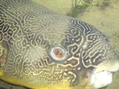 Freshwater Puffer Fish photo 2