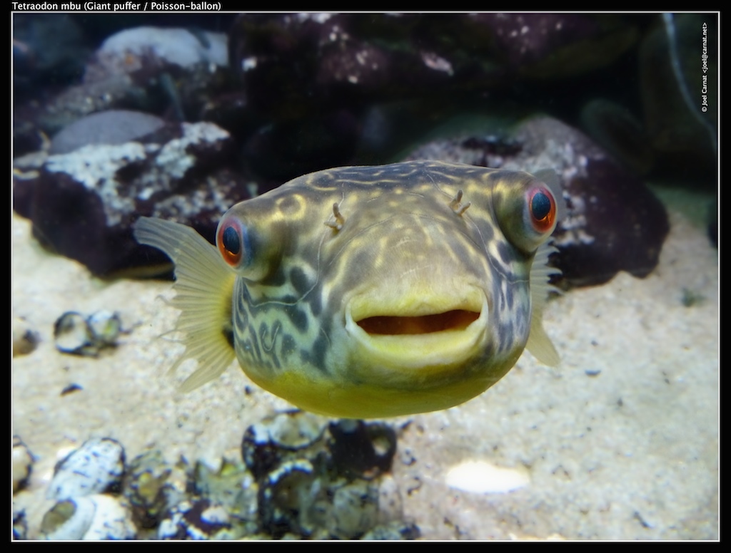 Pez globo de agua dulce gigante (Tetraodon mbu) · iNaturalist Mexico, image size:1024x776