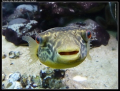 Freshwater Puffer Fish photo 3