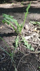 Taraxacum officinale
