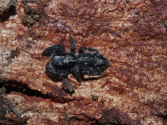 Ocrisiona cinerea