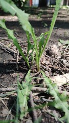 Taraxacum officinale