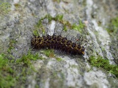 Hypoprepia miniata