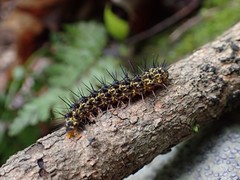 Hypoprepia miniata