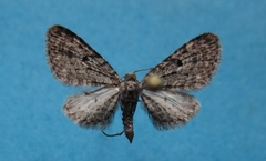 Eupithecia misturata