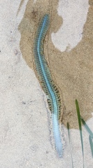 Alitta grandis